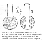 Habrotrocha longicollis - Original description image
