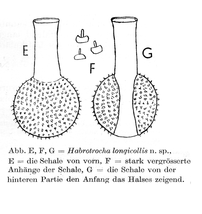 Habrotrocha longicollis - Original description image