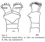 Habrotrocha longula