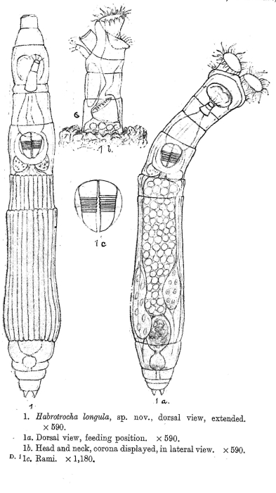 Habrotrocha longula - Original description image