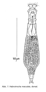 Habrotrocha maculata