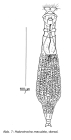 Habrotrocha maculata