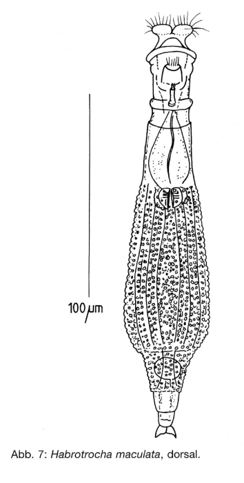 Habrotrocha maculata Habrotrocha maculata