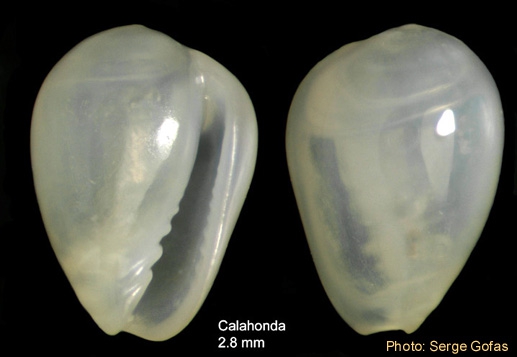 Gibberula philippii (Monterosato, 1878) - Shell from Calahonda (Mlaga, Spain) (height 2.8 mm)