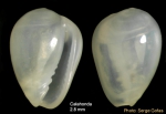 Gibberula philippii (Monterosato, 1878) - Shell from Calahonda (Málaga, Spain) (height 2.8 mm)