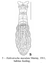 Habrotrocha maculata