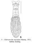 Habrotrocha maculata