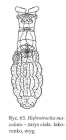 Habrotrocha maculata