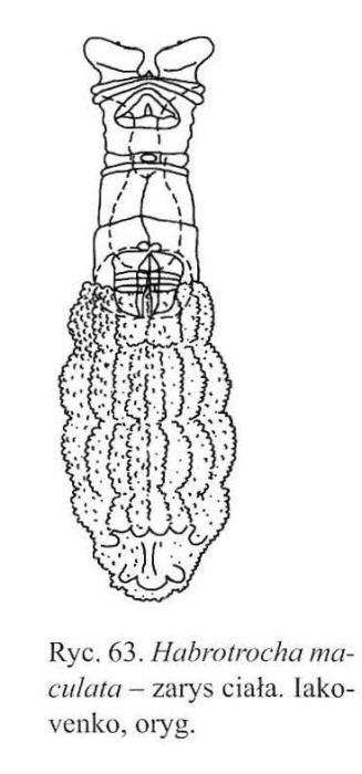 Habrotrocha maculata