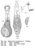 Habrotrocha maculata - Original description image