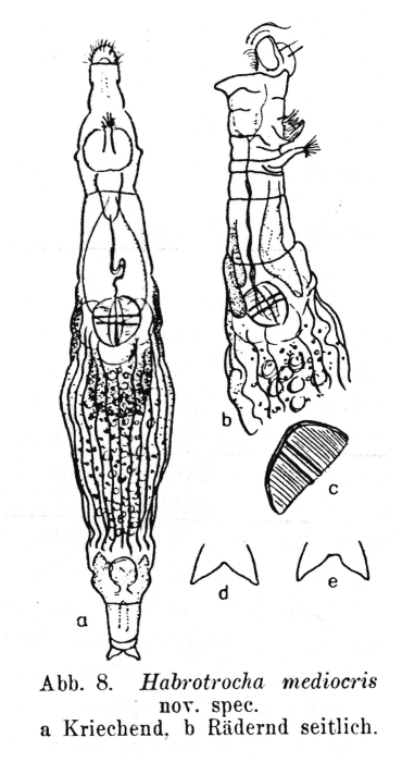 Habrotrocha mediocris - Original description image