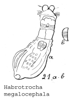 Habrotrocha megalocephala - Original description image