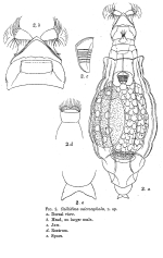 Habrotrocha microcephala - Original description image