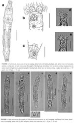 Habrotrocha microcornis - Original description image