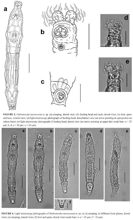 Habrotrocha microcornis - Original description image