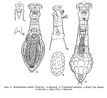 Habrotrocha milnei