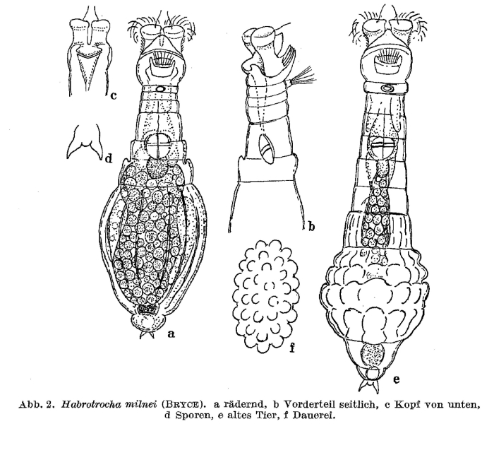 Habrotrocha milnei Habrotrocha milnei