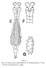 Habrotrocha milnei