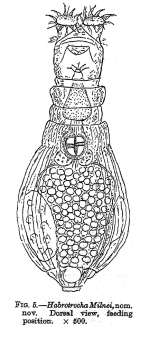 Habrotrocha milnei - Original description image