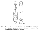 Habrotrocha minima