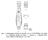 Habrotrocha minima
