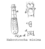 Habrotrocha minima - Original description image