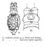 Habrotrocha minuta - Original description image