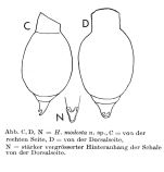 Habrotrocha modesta - Original description image