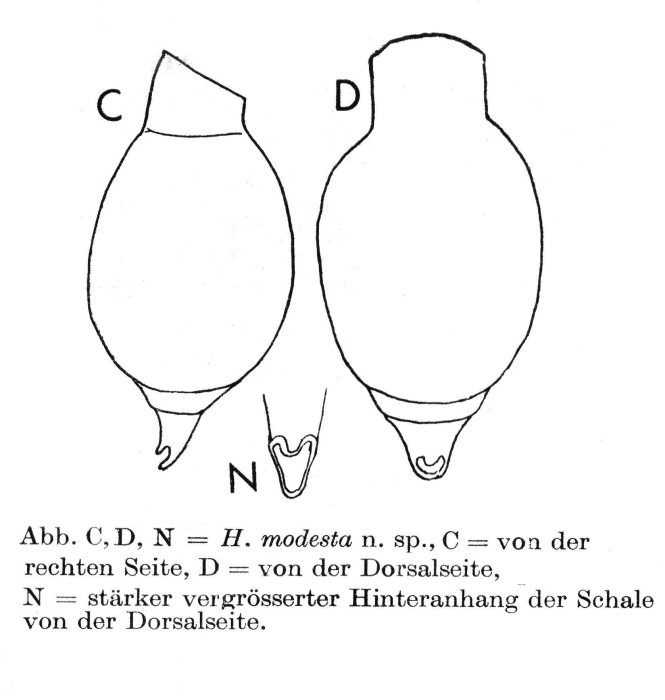 Habrotrocha modesta - Original description image