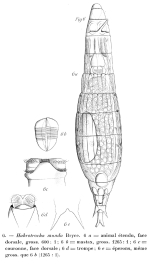 Habrotrocha munda