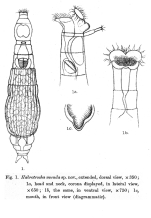 Habrotrocha munda - Original description image