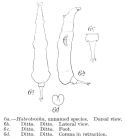 Habrotrocha murrayi