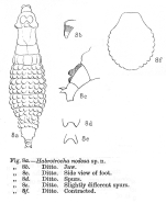 Habrotrocha nodosa