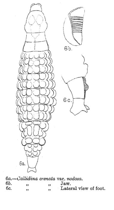 Habrotrocha nodosa - Original description image