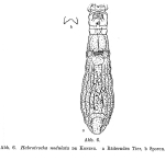 Habrotrocha nodulata