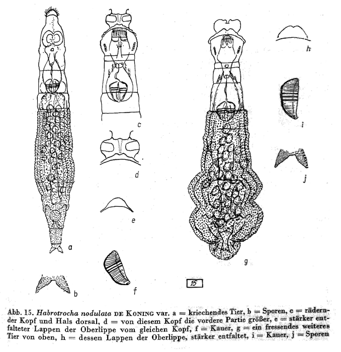 Habrotrocha nodulata Habrotrocha nodulata