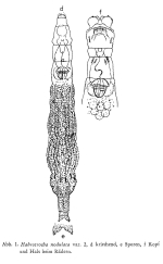 Habrotrocha nodulata
