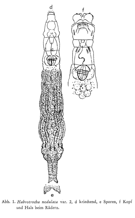 Habrotrocha nodulata Habrotrocha nodulata