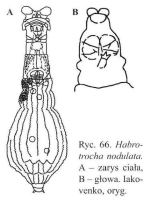 Habrotrocha nodulata