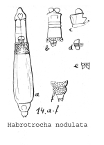 Habrotrocha nodulata