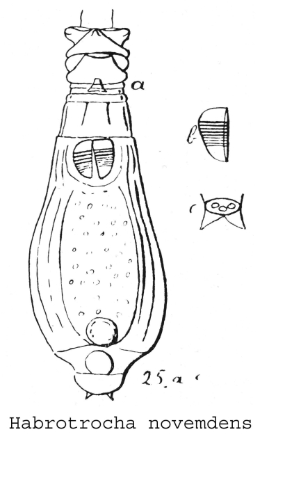Habrotrocha novemdens - Original description image