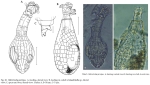 Habrotrocha parvipes