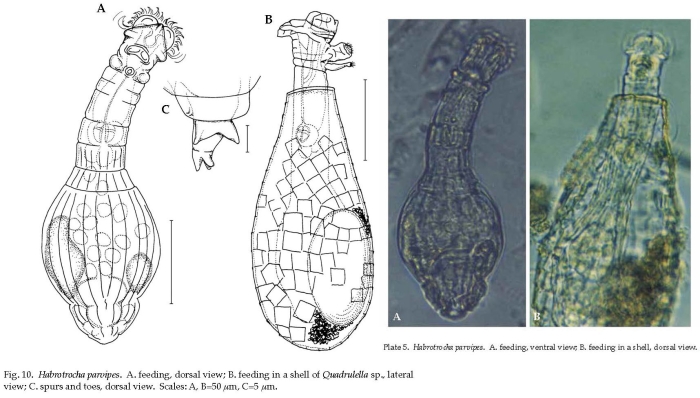 Habrotrocha parvipes Habrotrocha parvipes