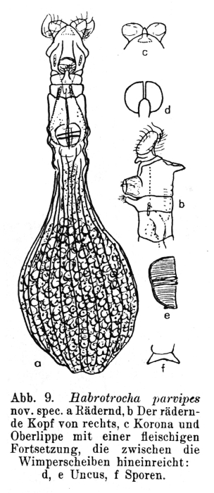 Habrotrocha parvipes - Original description image