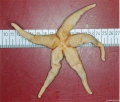 Echinodermata (echinoderms)