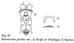 Habrotrocha pavida