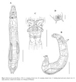 Habrotrocha pavida