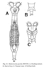 Habrotrocha pavida