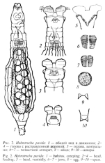 Habrotrocha pavida