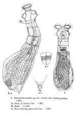 Habrotrocha pavida - Original description image